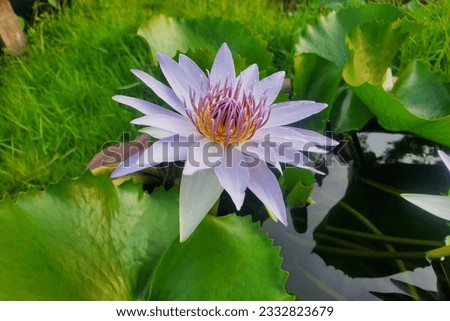 Blooming purple lotus with its green leaf. Green grass in the background.