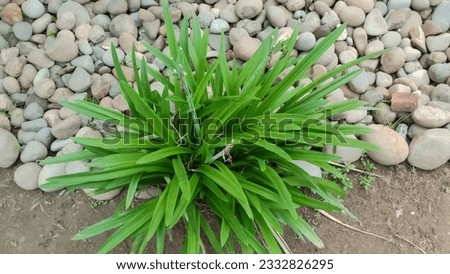 Green Plant On The Background Of Small Bricks and Soil