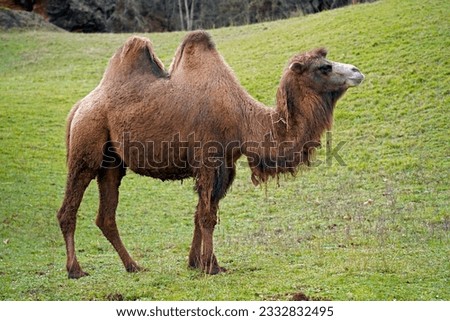 Portrait of a Bactrian camel (Camelus bactrianus) ina green background of weeds Royalty-Free Stock Photo #2332832495