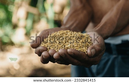 Close up  hand holding on seed ,Seeding,Seedling,Agriculture. rice seed in farm

