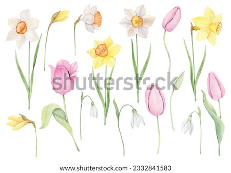 Watercolor spring floral clipart. Yellow and white daffodils, pink tulip flowers Easter set isolated on background. Hand drawn botanical illustration for invitation, card
