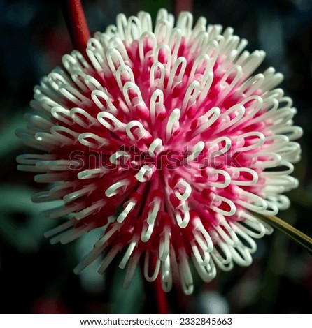 Macro image of a Hakea Laurina flower opening