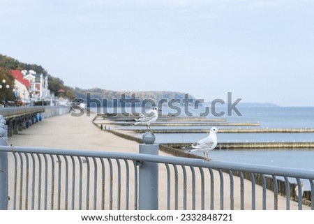 Seagulls on metal fence on the Baltic beach in Svetlogorsk. Beautiful seascape of the Baltic Sea.