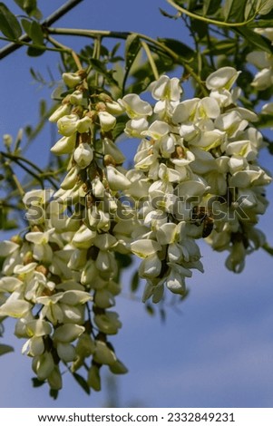Abundant flowering acacia branch of Robinia pseudoacacia, false acacia, black locust close-up. Source of nectar for tender but fragrant honey. Locust tree blossom - Robinia pseudoacacia.