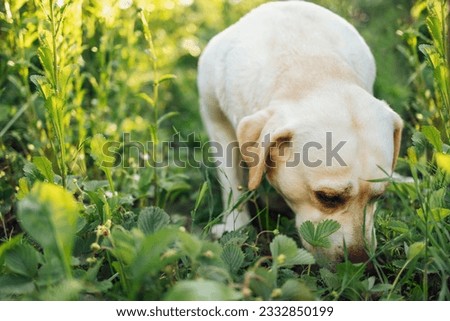 Close up of a cut golden labrador retriever in nature. A beautiful domestic dog sniffs a flower bed with strawberry bushes in the garden. Copy space. Royalty-Free Stock Photo #2332850199