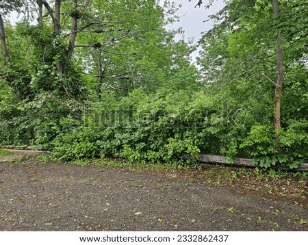 A thriving bush that is overtaking the wooden barrier of a parking lot. Royalty-Free Stock Photo #2332862437