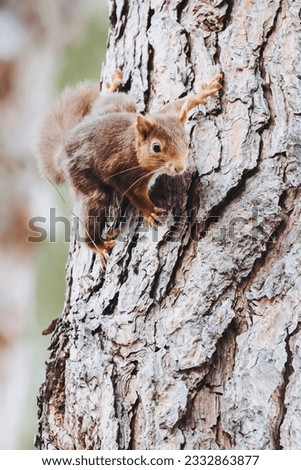Little red squirrel stationary on the trunk of a tree