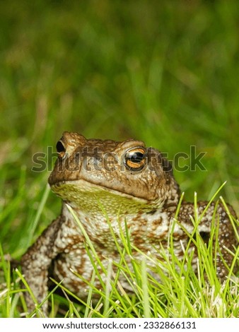 A frog in the garden, macro photography, nature wildlife, selective focus