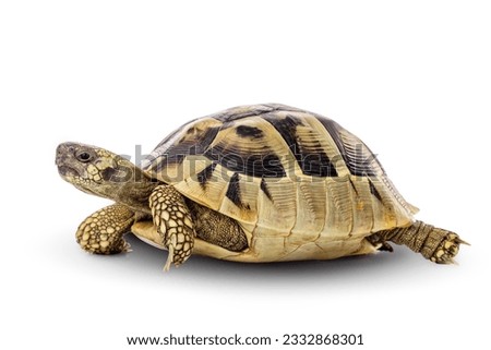 Turtle wildlife animal isolated on a white background with clipping path.