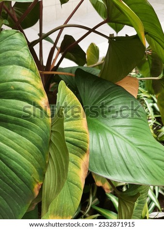 Leaves and flowers in the garden Indonesia asia
