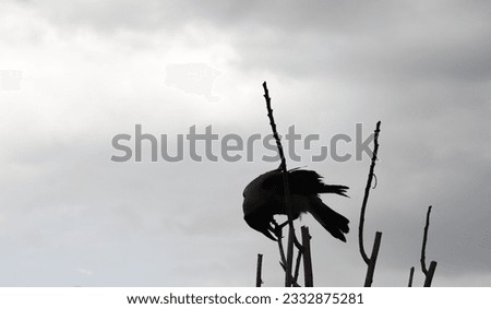 Gray color sky and black silhouette of crow perched on tree.