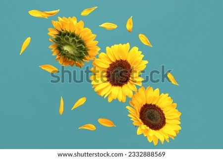 Flying sunflowers and petals on blue background