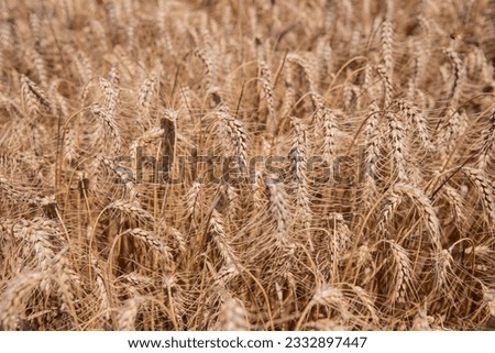 wheat field of wheat on a hot sunny day. farm concept .background. close-up view