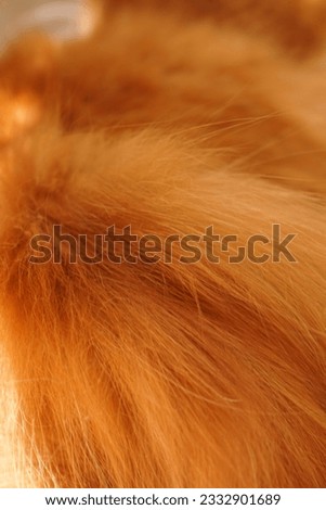 texture of orange cat fur, background