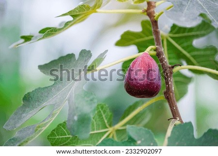 ripe fig fruit hanging on the branch of fig tree in greenhouse plantation Royalty-Free Stock Photo #2332902097