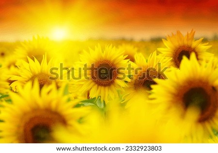 Sunset over the field of sunflowers . Beautiful summer landscape