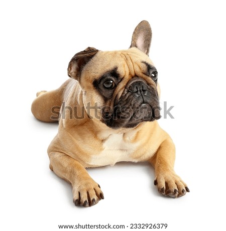 Cute French bulldog lying on white background Royalty-Free Stock Photo #2332926379
