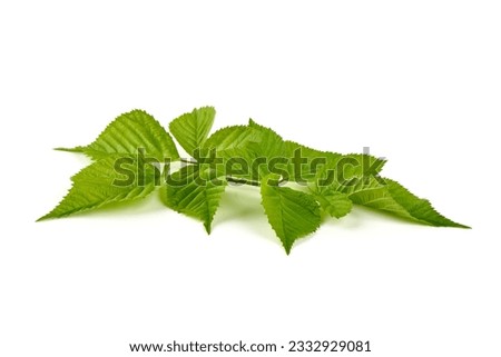 Raspberry branch, isolated on white background