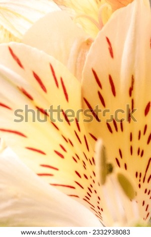 defocused background of white petals of alstroemeria flower