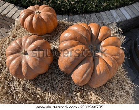 An autumn composition with three pumpkins on forest floor covered with fallen leaves and tree bark with mushroom growing on. An ideal image for fall, halloween, thanksgiving, holiday themes.