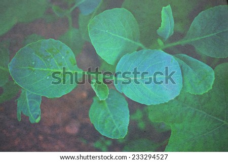 kale vegetable (Chinese Broccoli ) paper picture