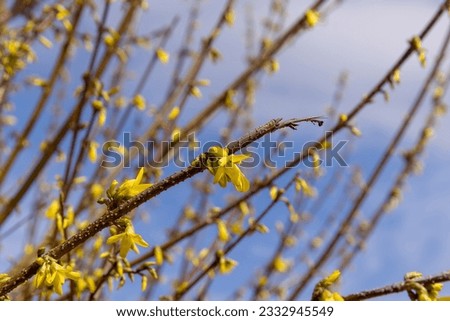 a shrub during flowering with yellow flowers in the spring season, a shrub with yellow flowers on a blue sky background in spring