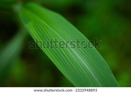 beautiful pictures of grass wall and leaf