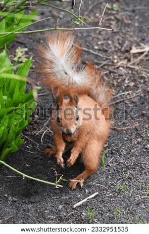 Wild squirrel (Sciuridae) with a wonderful red fur and big tail taking a walnut in its mouth. This small rodent has long fingers on its paws to be free in its moving through the tree branches.