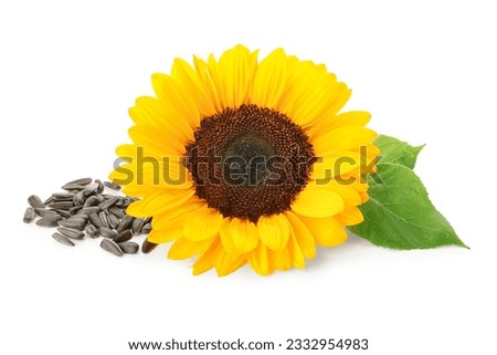 Beautiful sunflower and seeds on white background Royalty-Free Stock Photo #2332954983