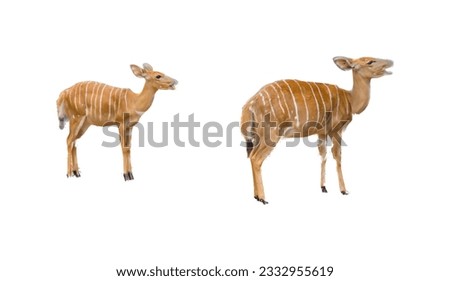 a photography of two animals standing next to each other on a white surface, two antelope standing next to each other on a white surface.