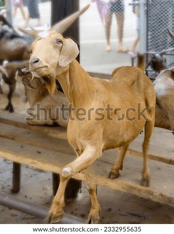 a photography of a goat standing on a wooden bench in a pen, there are many goats that are standing on a bench.