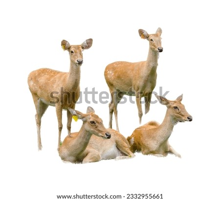 a photography of a group of deer standing and sitting on the ground, several deers are standing and laying on the ground together.