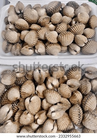 a photography of two trays of clams on a table, there are two trays of clams on the table.