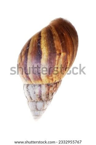 a photography of a snail shell on a white background, shell on a white background with a white background.