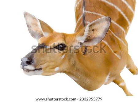 a photography of a close up of a deer with a white background, there is a close up of a small antelope with a white stripe.