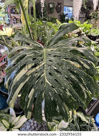 Monstera Thai Constellation , Swiss Cheese Plant, an engineered Tissue culture plant with large variegated leaves with green and cream colour and large holes. Royalty-Free Stock Photo #2332956155