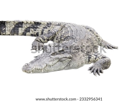 a photography of a large alligator laying down on a white surface, there is a large alligator that is laying down on the ground.