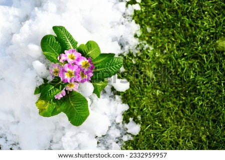 Primrose spring flower blooming on snow with green grass background, spring concept. Beautiful pink flowers growing on fresh lawn with snow, garden, gardening. Easter. Winter and spring concept.  Royalty-Free Stock Photo #2332959957