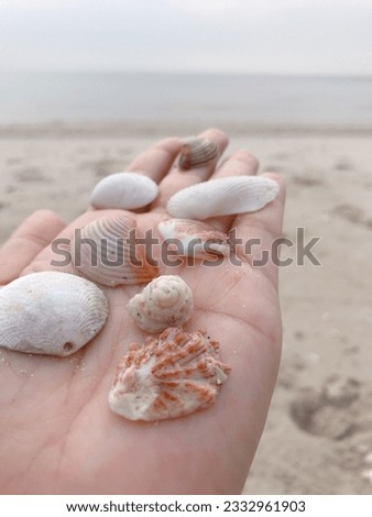 The picture of the seashell left by the clam on the sandy beach.