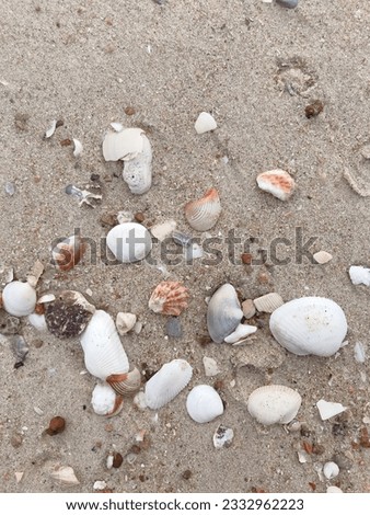 The picture of the seashell left by the clam on the sandy beach.