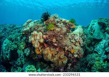 Mushroom leather corals, feather stars in Banda, Indonesia underwater photo. Bunch of mushroom leather corals Sarcophyton sp., feather stars Oxycomanthus bennetti.