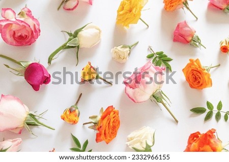 Summer floral pattern made of beautiful colorful rose buds on white background. Nature concept. Minimal style. Top view. Flat lay