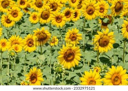 Field of sunflowers in the umbrian countryside, Italy.