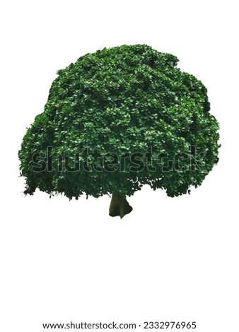 shrub decoration Ornamental or tree background