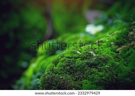 Beautiful Bright Green moss grown up cover the rough stones and on the floor in the forest. Show with macro view. Rocks full of the moss texture in nature for wallpaper. Royalty-Free Stock Photo #2332979429
