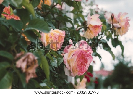 Pastel powdery rose flowers, close-up