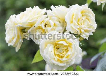 Blooming nostalgic white climbing rose on wooden trellis in beautiful summer garden Royalty-Free Stock Photo #2332982623