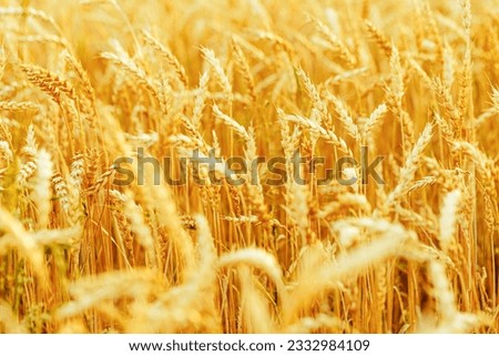 Wheat ears in field close up at sunlight, crops nature background. Golden yellow ripe wheat, rich harvest in agricultural field. Beautiful Rural Scenery at sunset. Soft focus blurred space for text.