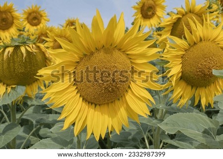 Yellow Sunflower field of sunflowers. Nature background
