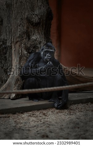 Eye to eye with a pensive gorilla